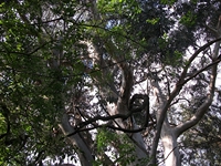 rco Cosentini-20110417 016